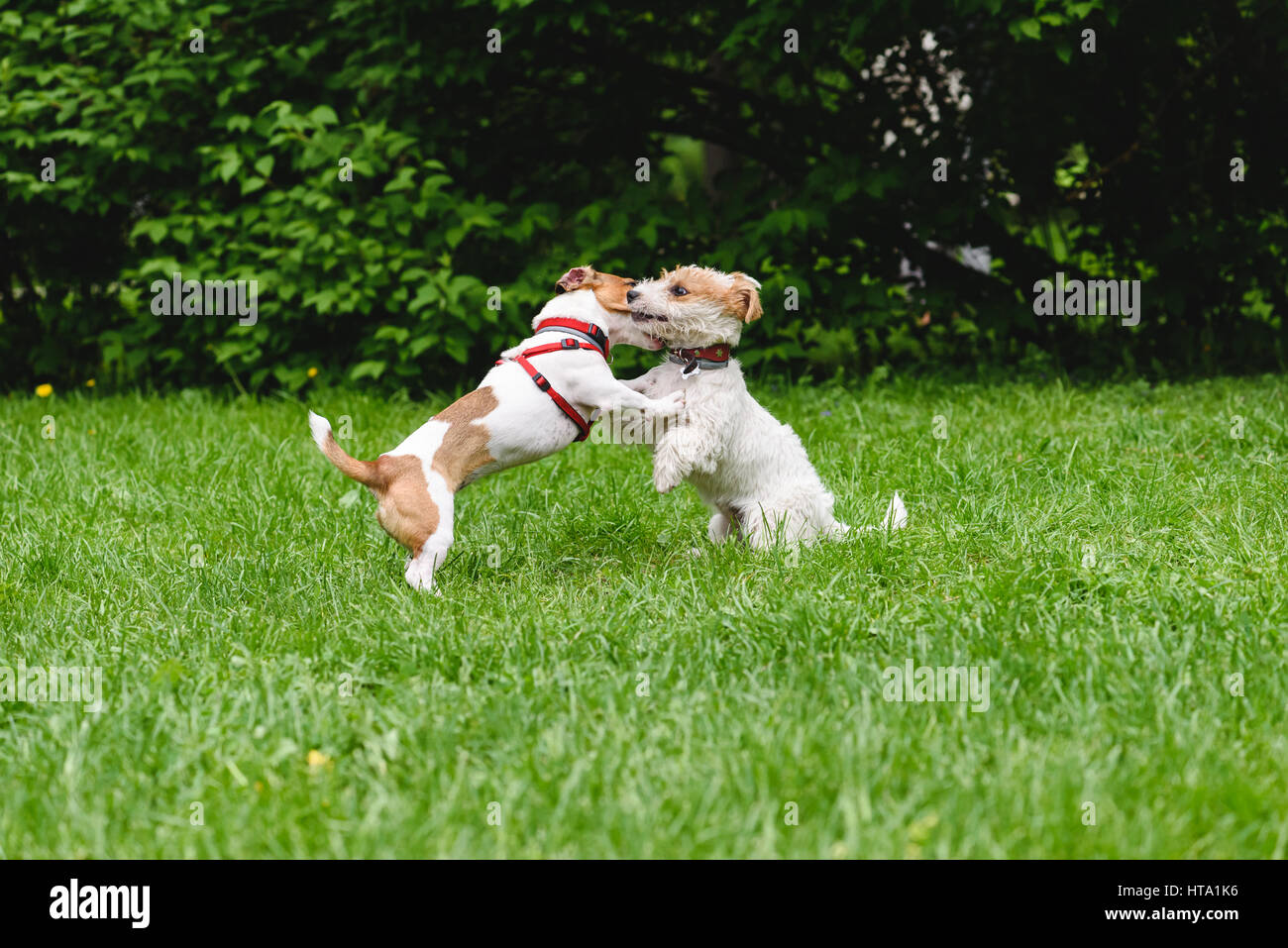 Two dogs hugging  and kissing while rearing up Stock Photo