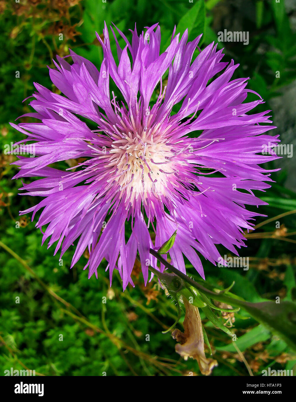 Herb of the family Asteraceae - Centaurea Stock Photo