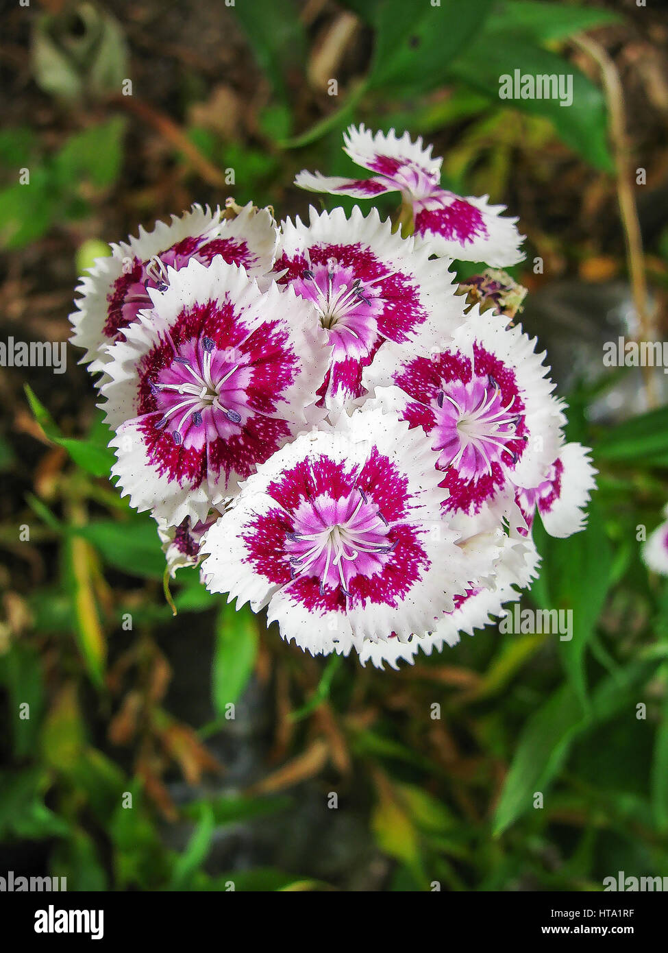 Blooming Phlox flowers Stock Photo