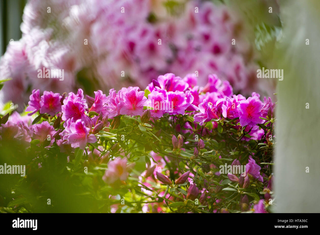 Jilin, Jilin, China. 8th Mar, 2017. Jilin, CHINA-March 8 2017: (EDITORIAL USE ONLY. CHINA OUT).Rhododendron flowers blossom at a park in Jilin, northeast China, March 8th, 2017. Credit: SIPA Asia/ZUMA Wire/Alamy Live News Stock Photo