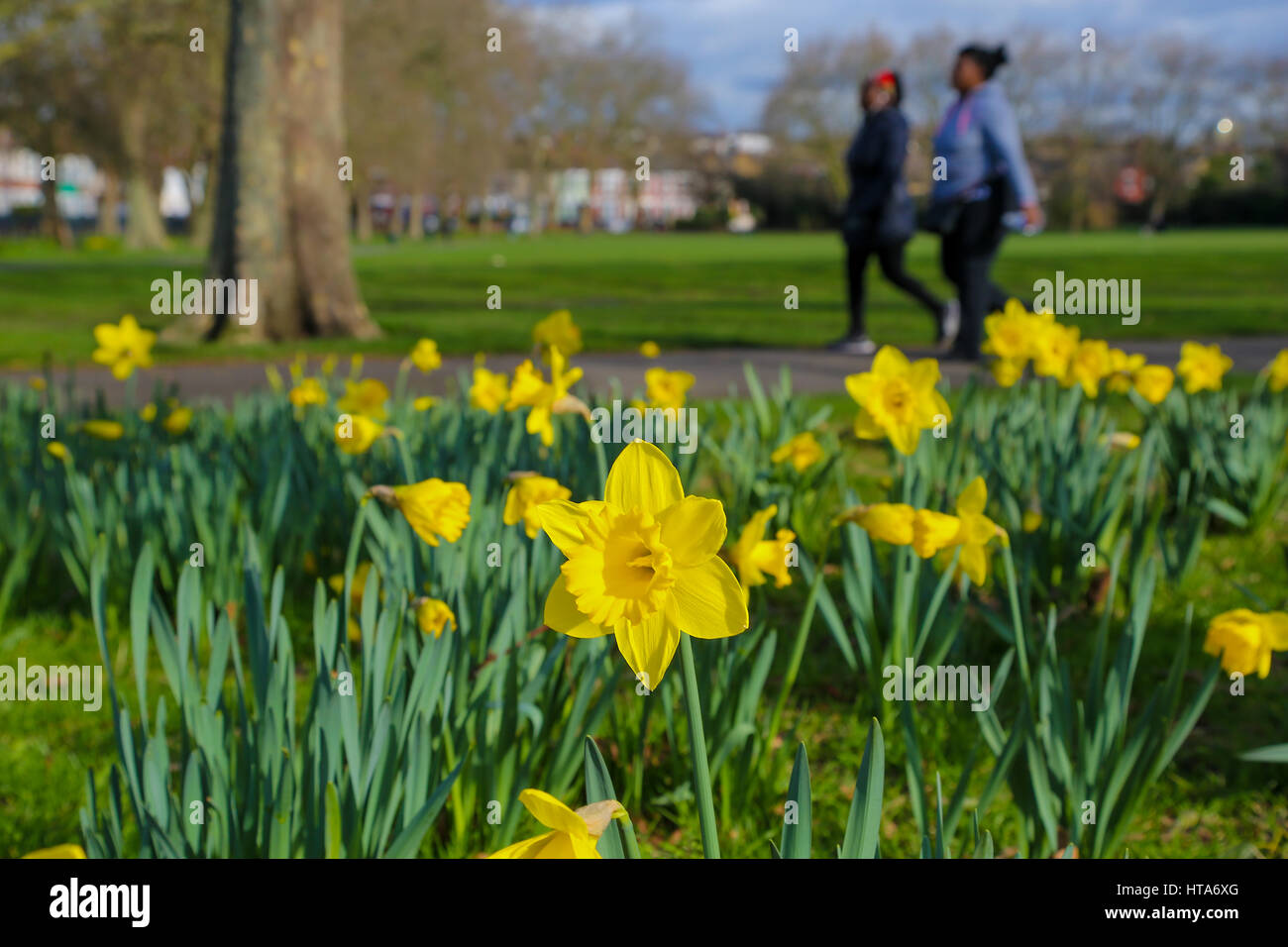 North London, UK. 9th Mar, 2017. UK Weather. Daffodils blooms on a ...