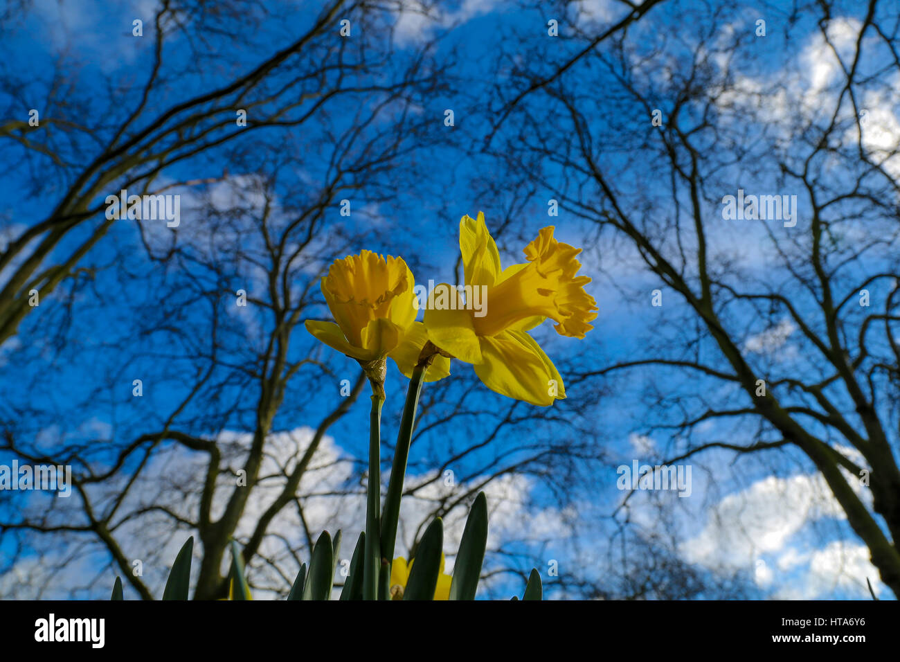 North London, UK. 9th Mar, 2017. UK Weather. Daffodils blooms on a ...