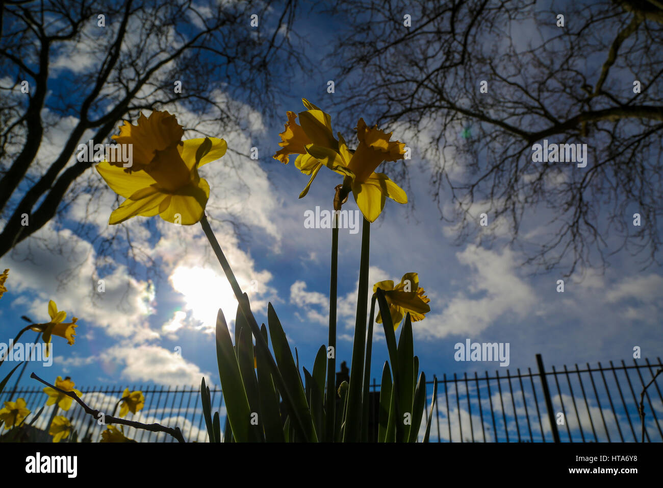 North London, UK. 9th Mar, 2017. UK Weather. Daffodils blooms on a ...