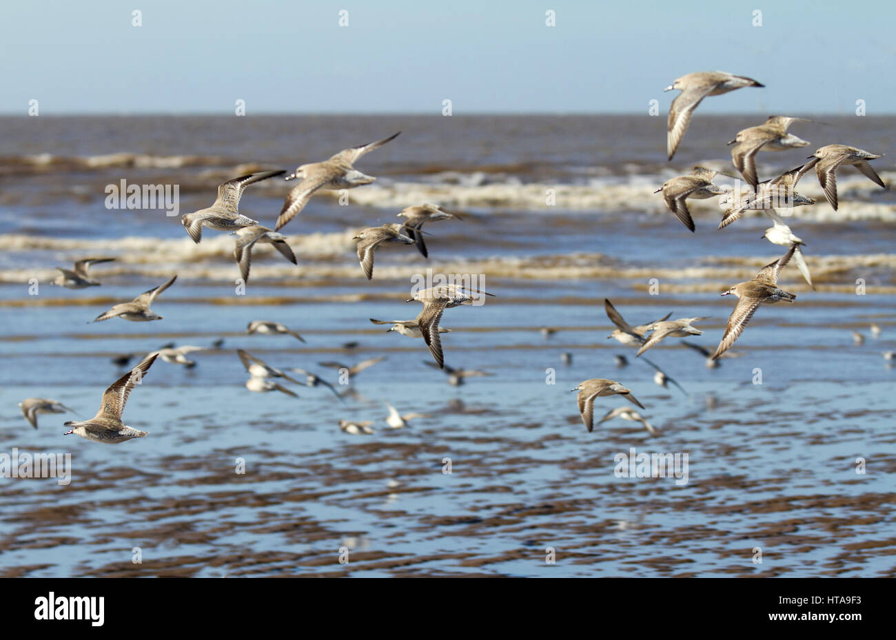 Southport, Merseyside, 9th March 2017. UK Weather. Warm temperatures and southerly winds blow in wheeling flocks of migratory Sanderlings, Knot and Dunlin. Sanderlings migrate south when temperatures fall to become one of the most common birds along beaches and these flocks will very soon leave to breed in the Arctic tundra. These mixed flocks are usually found around the coast where there are large sandy beaches that are relatively undisturbed with the North West having several suitable locations. Credit: MediaWorldImages/AlamyLiveNews Stock Photo
