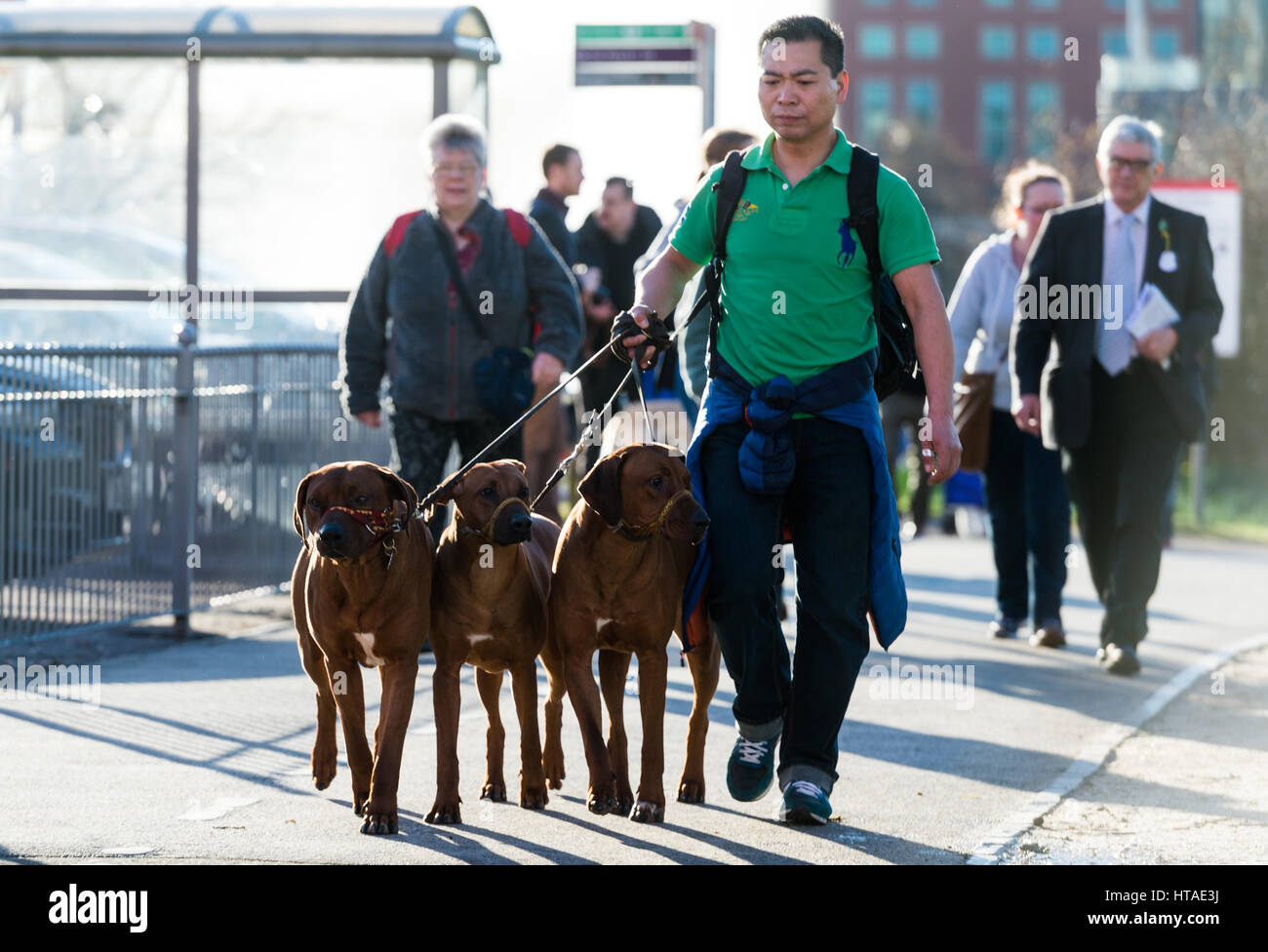 Birmingham, UK. 9th Mar, 2017. Dog owners and their dogs arrive for the annual Crufts dog show in Birmingham, Britain, on March 9, 2017. Credit: Xinhua/Alamy Live News Stock Photo