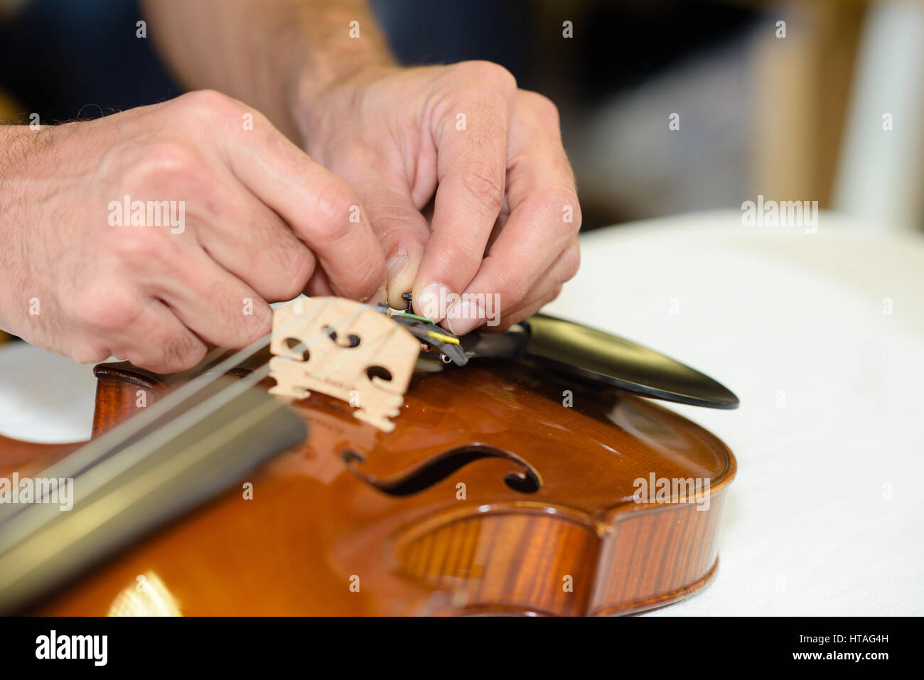 putting new violin bridge Stock Photo Alamy