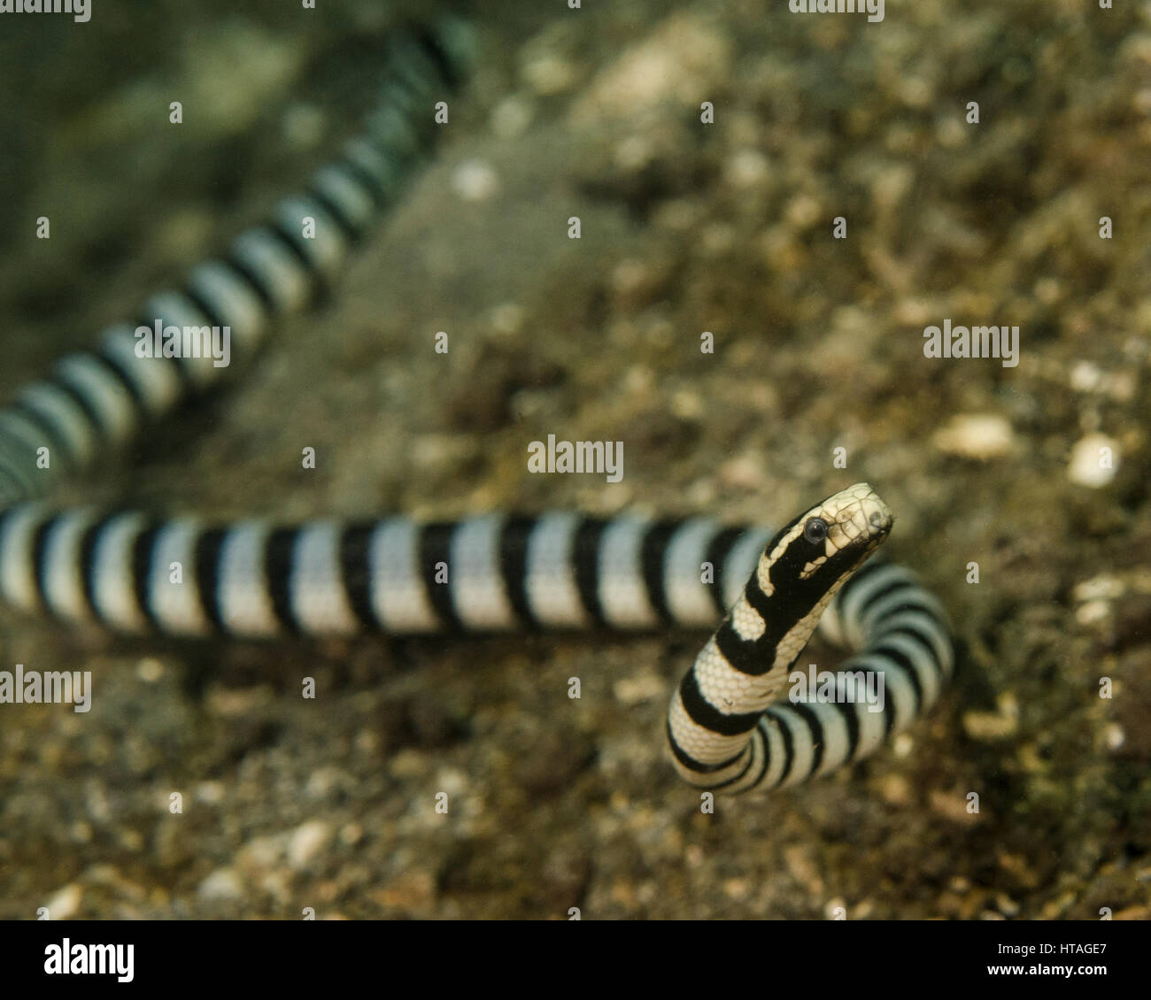 Banded Sea Snake in Indonesia Stock Photo