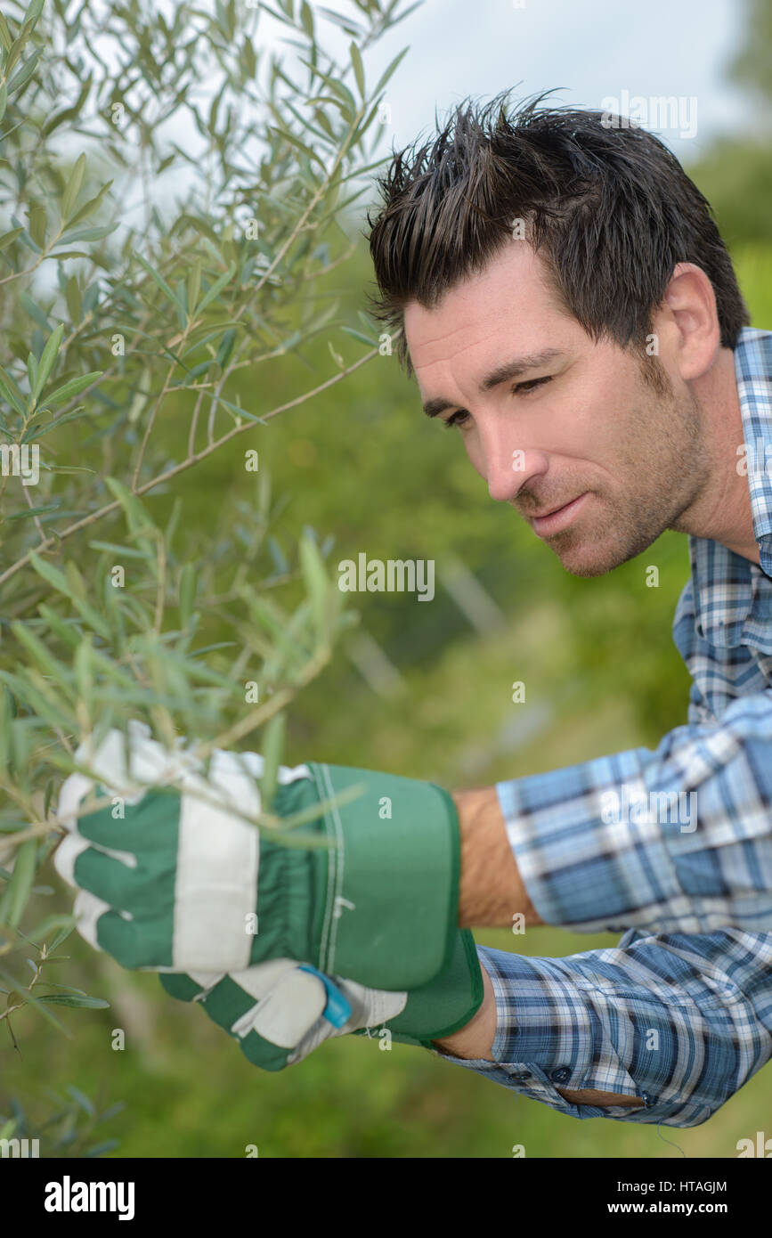 Man working with plants Stock Photo
