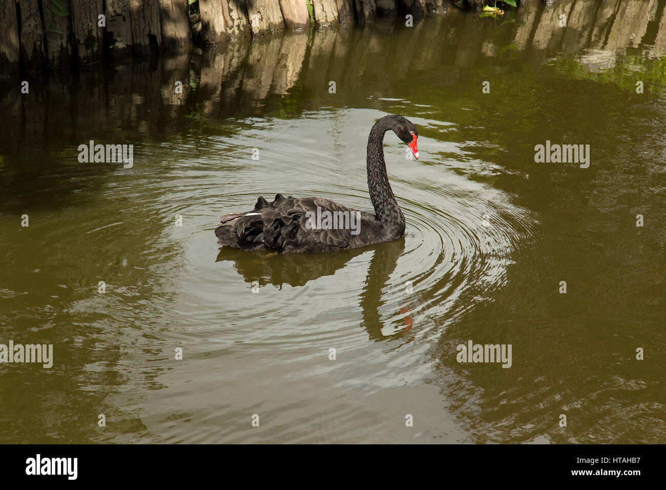 Black Swan single Stock Photo
