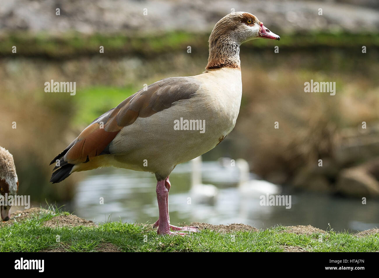Bank of swans hi-res stock photography and images - Alamy