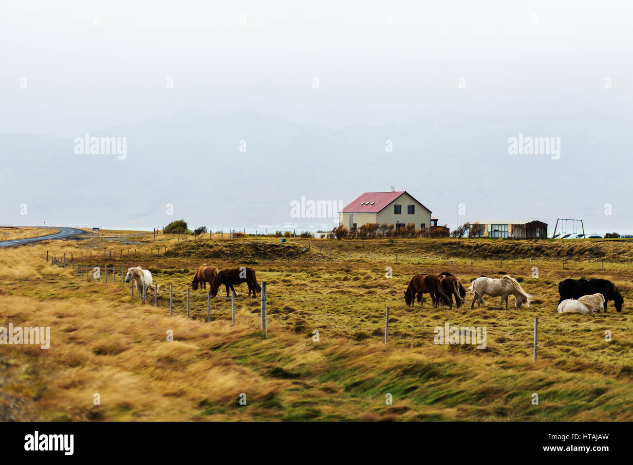 Herd of domestic horses grazing on farmland Stock Photo