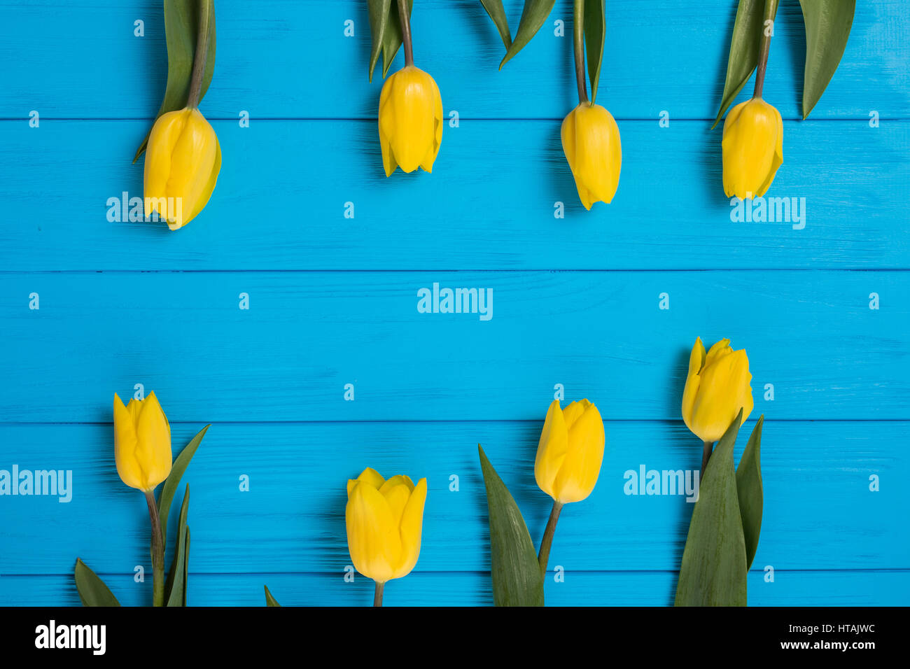 Background with yellow tulips on blue painted wooden planks from both ...