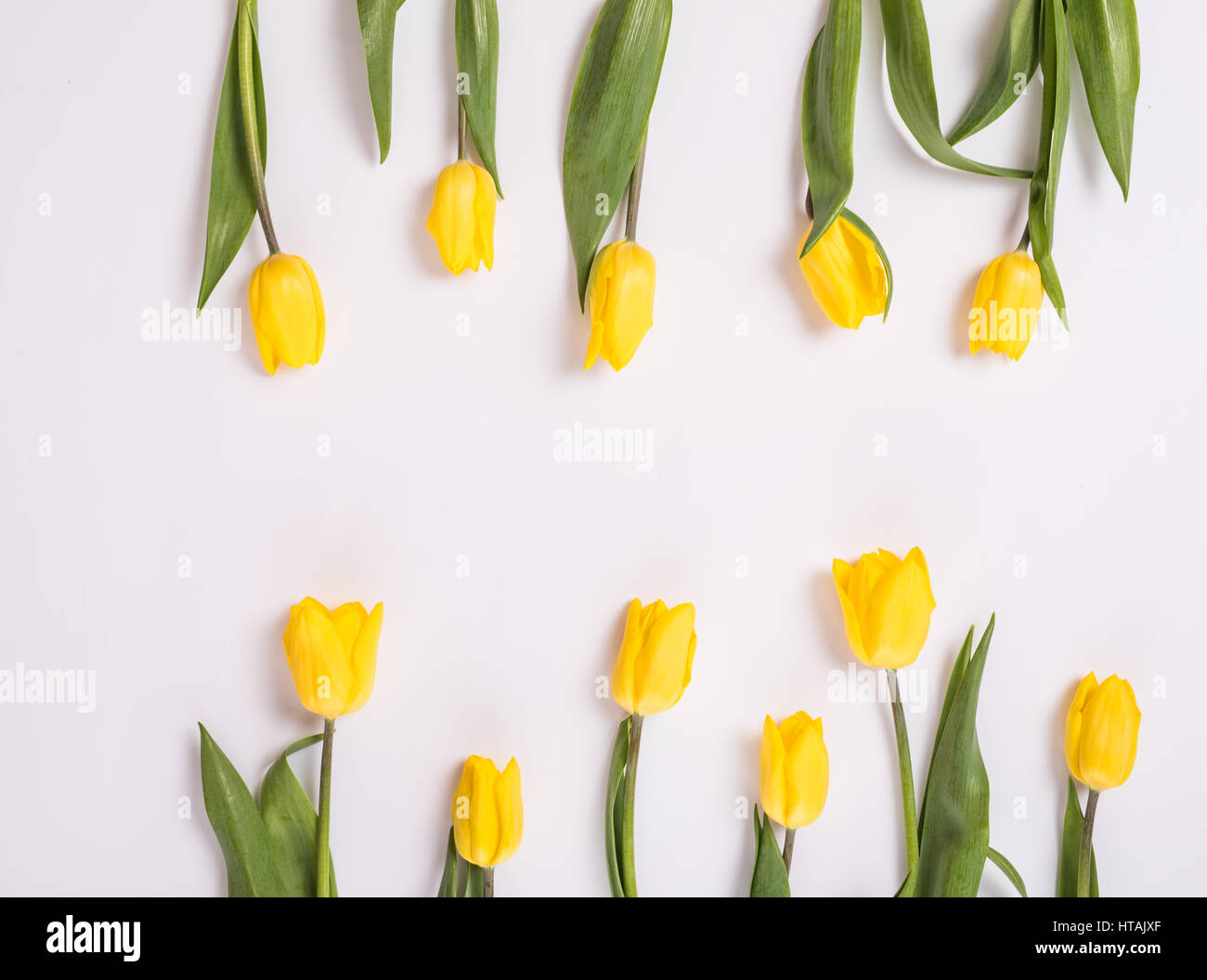 Background with yellow tulips on blue painted wooden planks from both ...