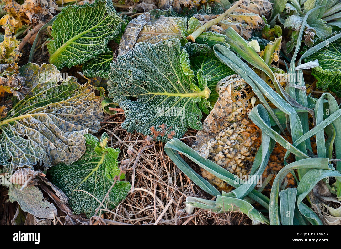 Garden compost heap Stock Photo