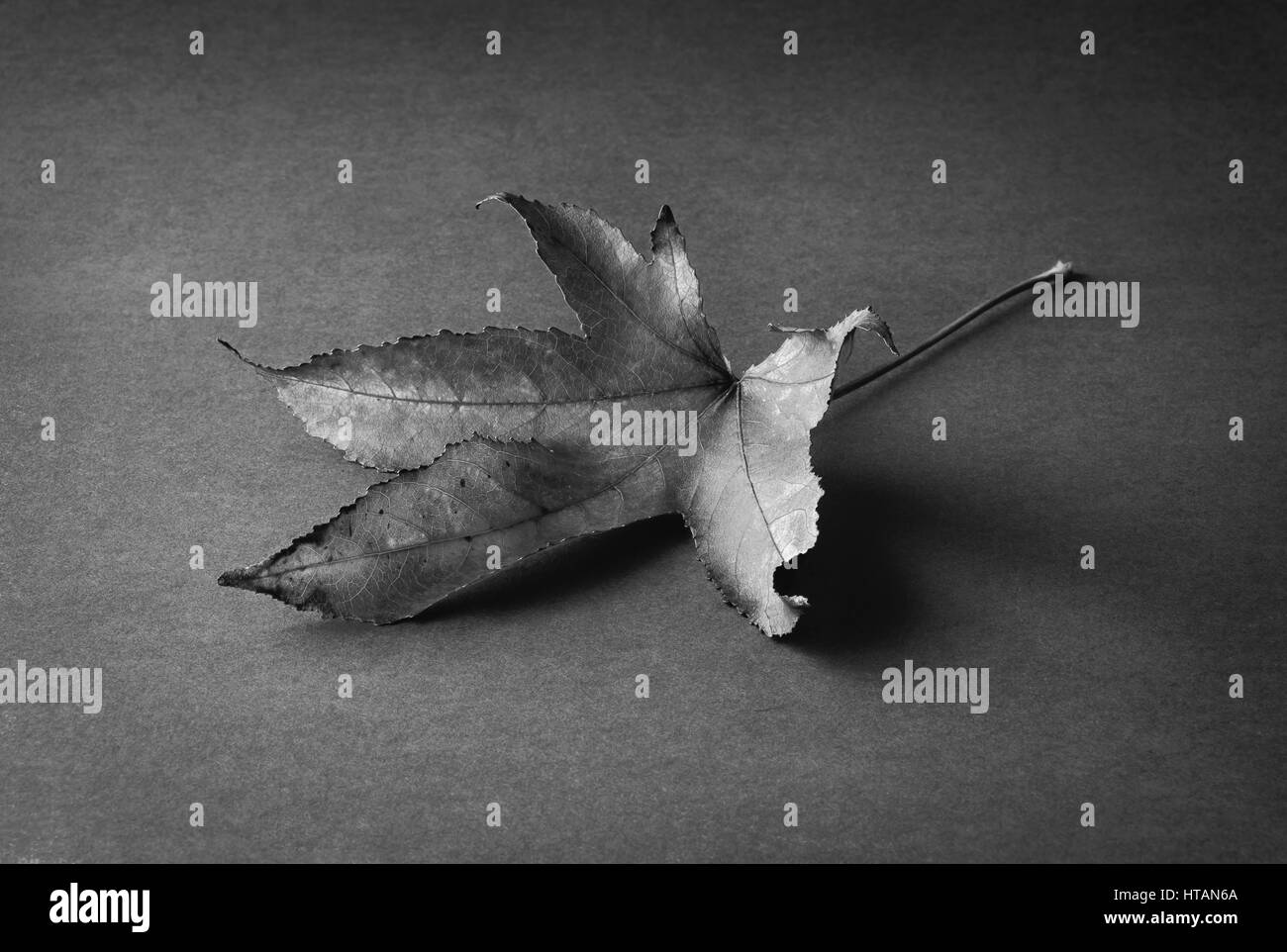 Black and white still-life image of japanese maple (acer palmatum) on plain background Stock Photo