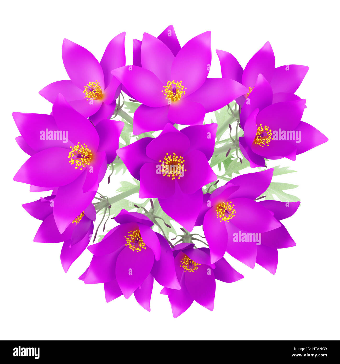 top view of pasque flowers isolated on white background. 3d illustration Stock Photo