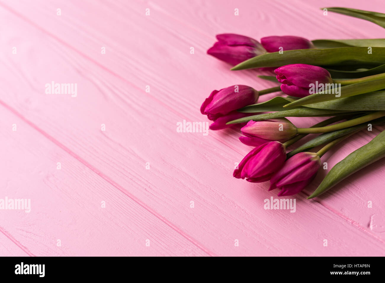 Pink tulips on the pink background. Flat lay, top view Stock Photo - Alamy