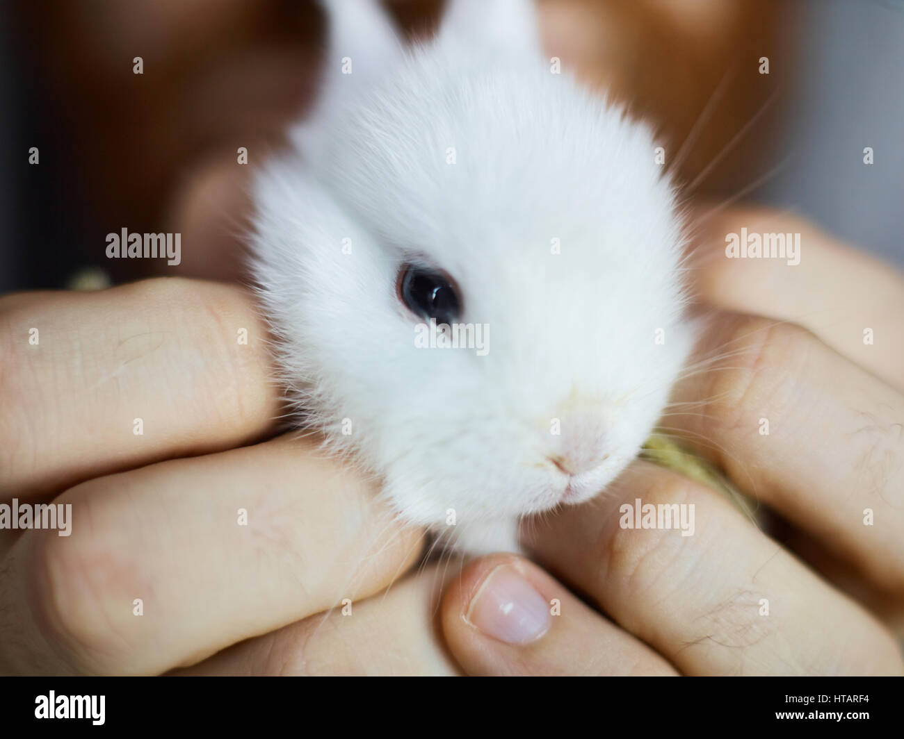 White hotsell bunny baby