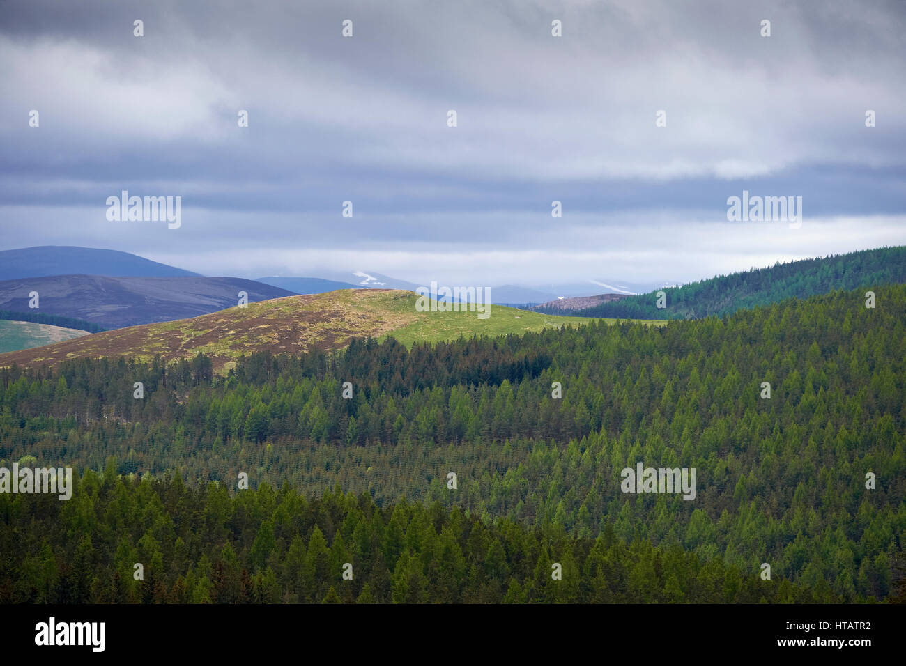A pine forest in the rolling hills around the Cairngorms in the Scottish Highlands. UK. Stock Photo