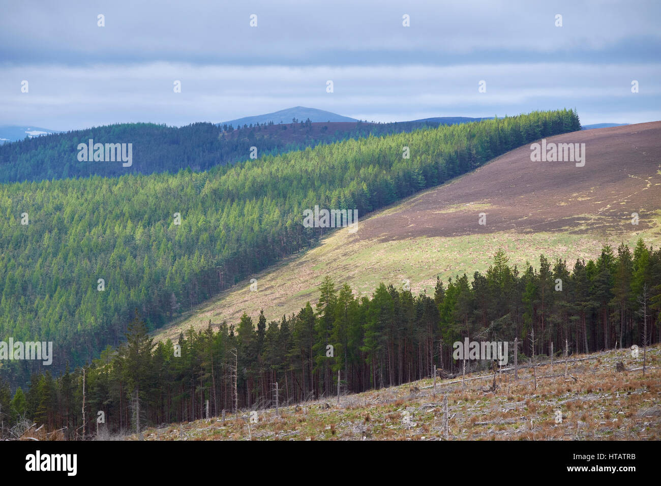 The remains of a pine forest as large sections are cut down, harvested in the Scottish Highlands. UK. Stock Photo