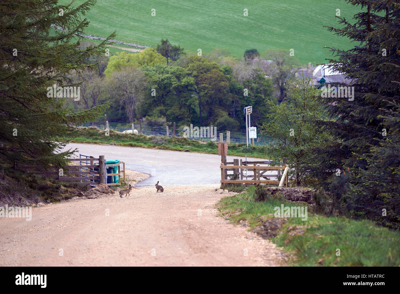 Rabbits playing on a dirt track that runs through a pine forest in the Scottish Highlands Stock