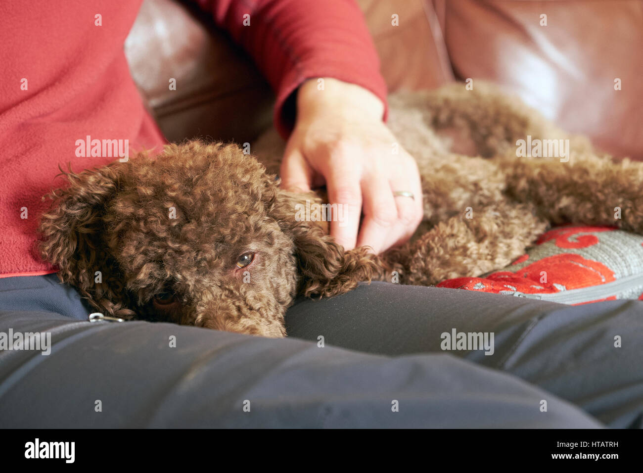 A dog lying peacefully on their owners lap. Stock Photo