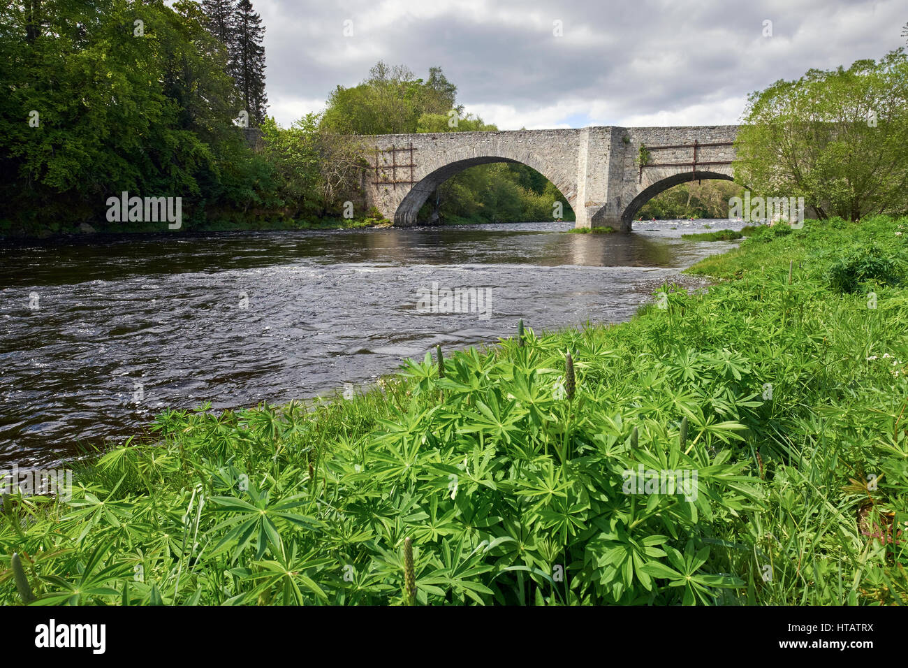 The Old Spey Bridge and wild lupines near Grantown on Spey, Cairngorms, Scottish Highlands. Stock Photo