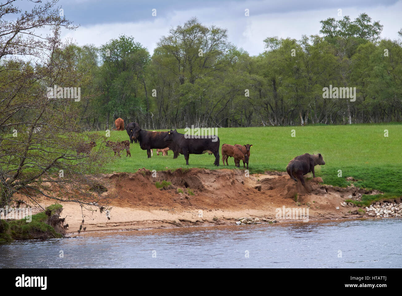 Cattle dangerously close to the rivers edge where erosion is eating away at the river bank. Stock Photo