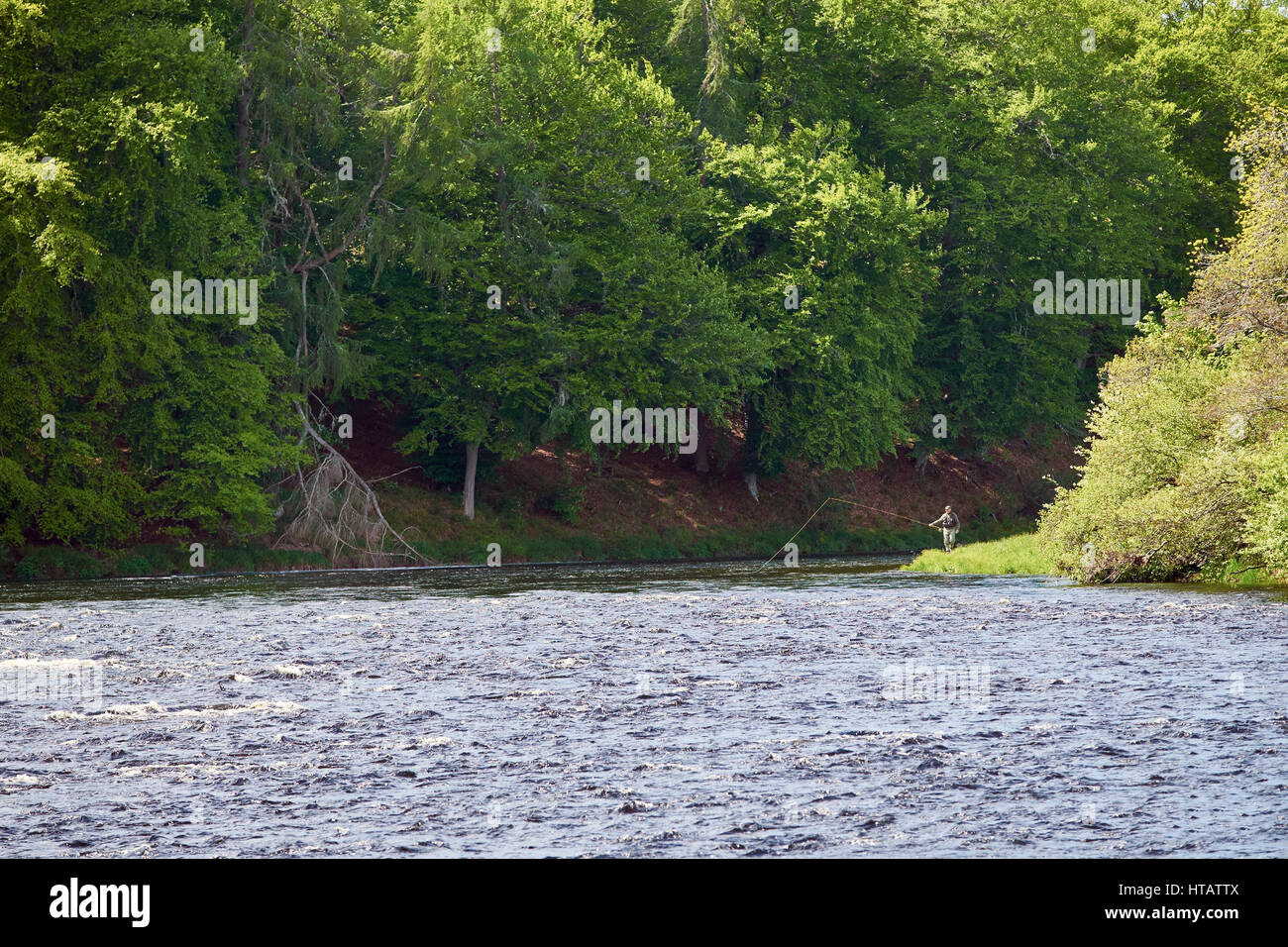 A man fly fishing for Salmon and Trout on the river Spey in the Scottish Highlands. UK. Stock Photo