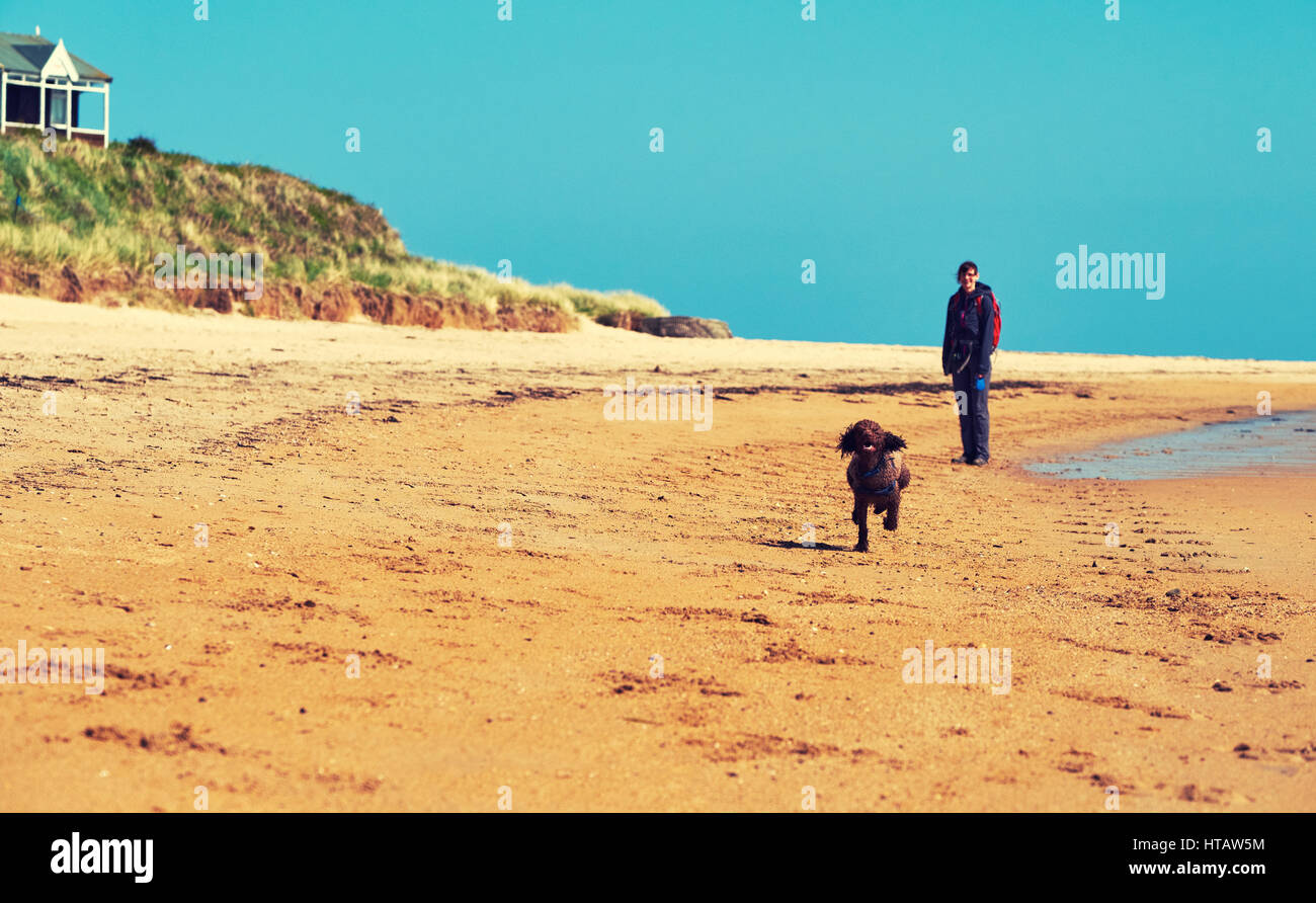 A dog sprinting along a sunny beach. Colour styling and grain applied. Stock Photo