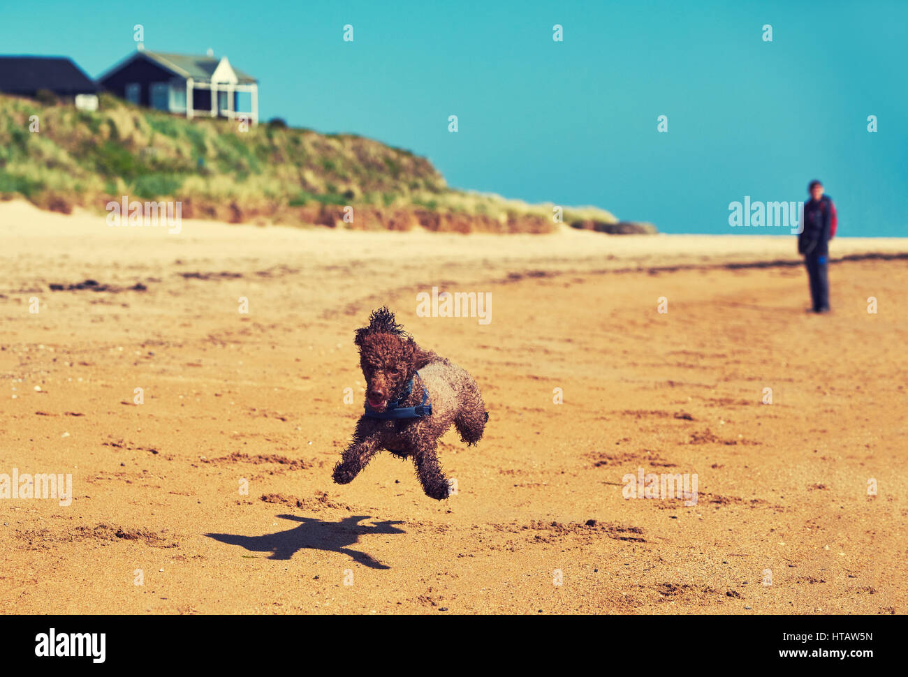 A dog sprinting along a sunny beach. Colour styling and grain applied. Stock Photo