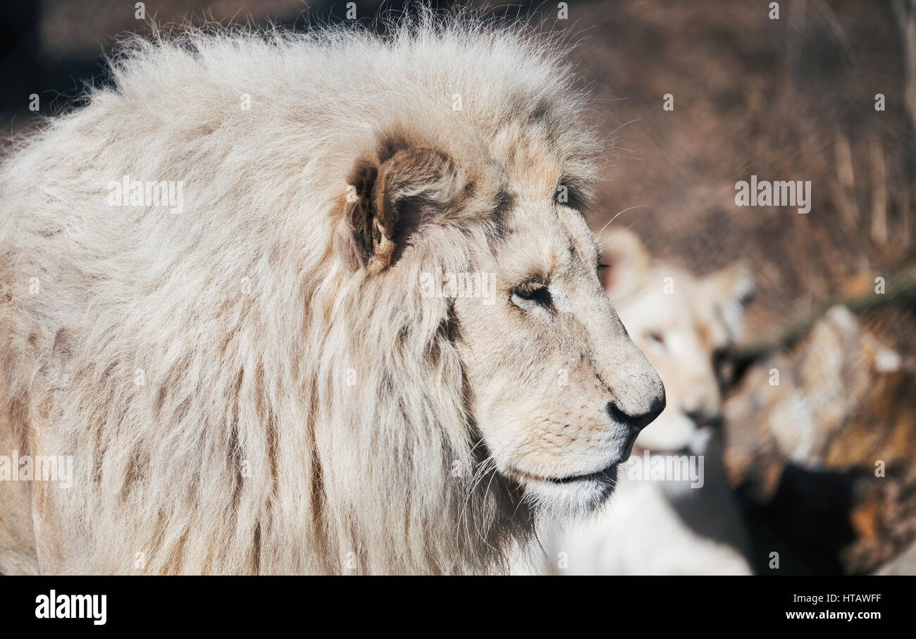 Beautiful albino white male lion in wilderness Stock Photo