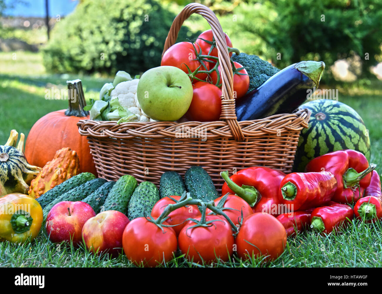 Variety of fresh organic vegetables and fruits in the garden. Balanced ...