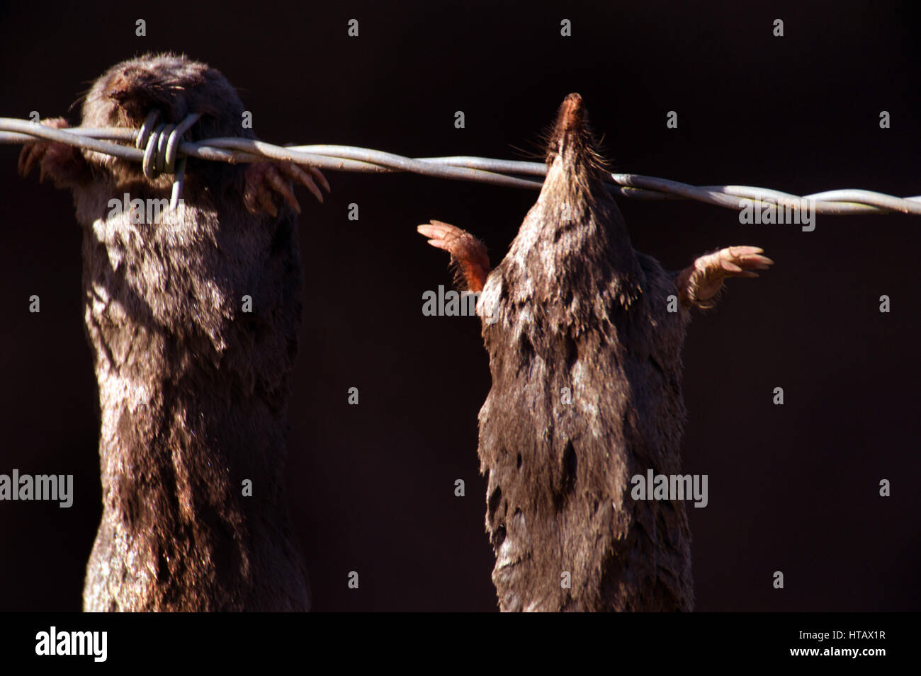 Dead moles on barbed wire hires stock photography and images Alamy
