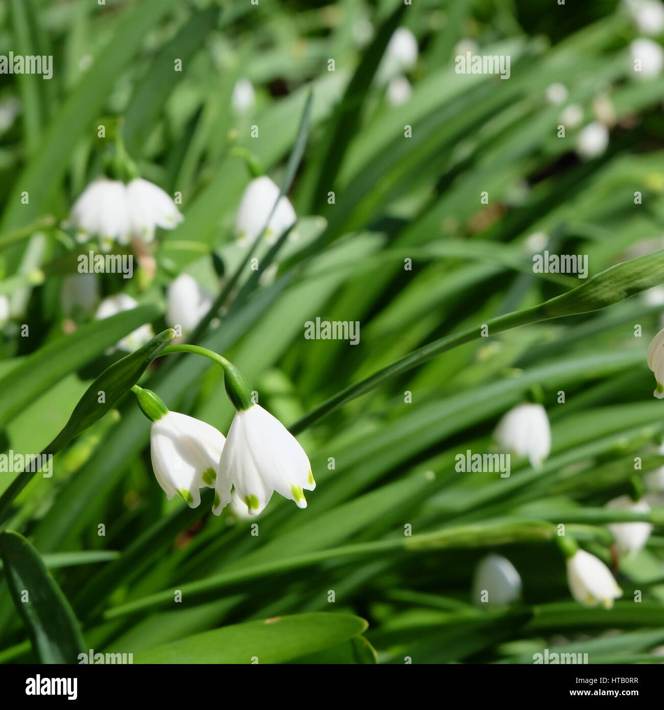 Leucojum - small white bell shaped flower with green dot on tip of petal Stock Photo