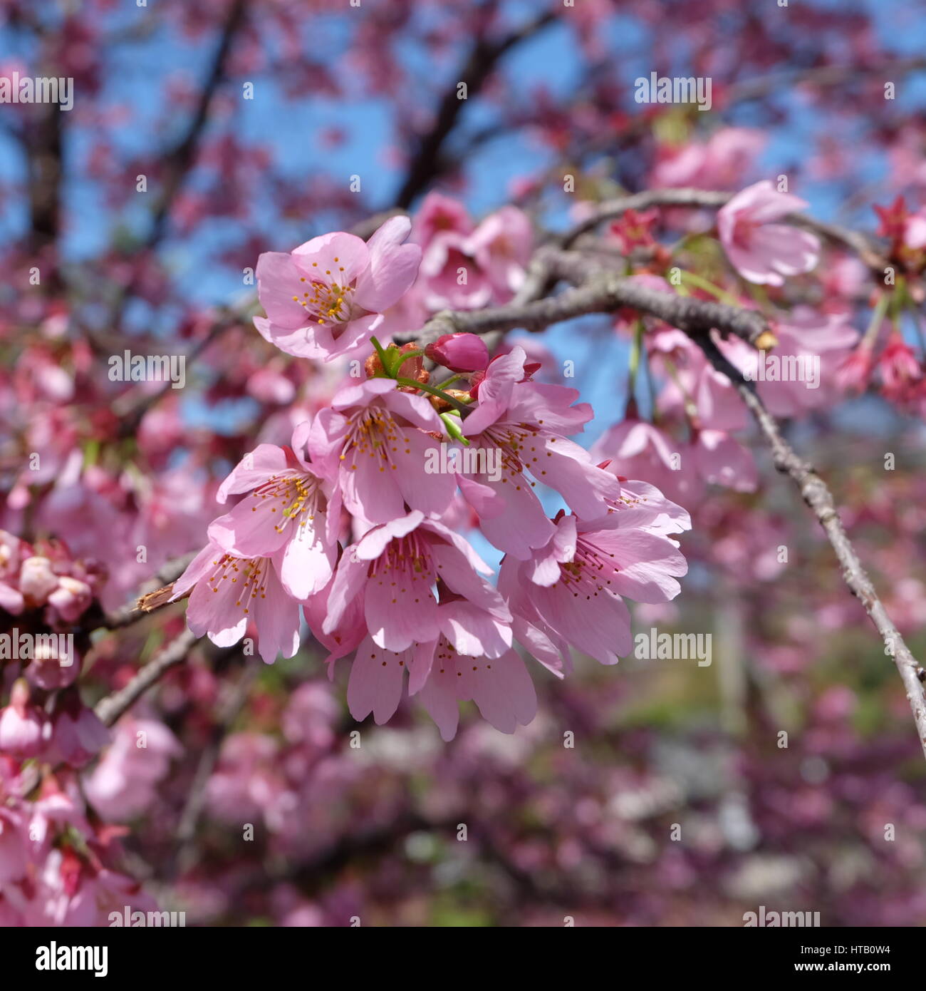 Beautiful pink cherry blossom sakura flower blooming in spring around