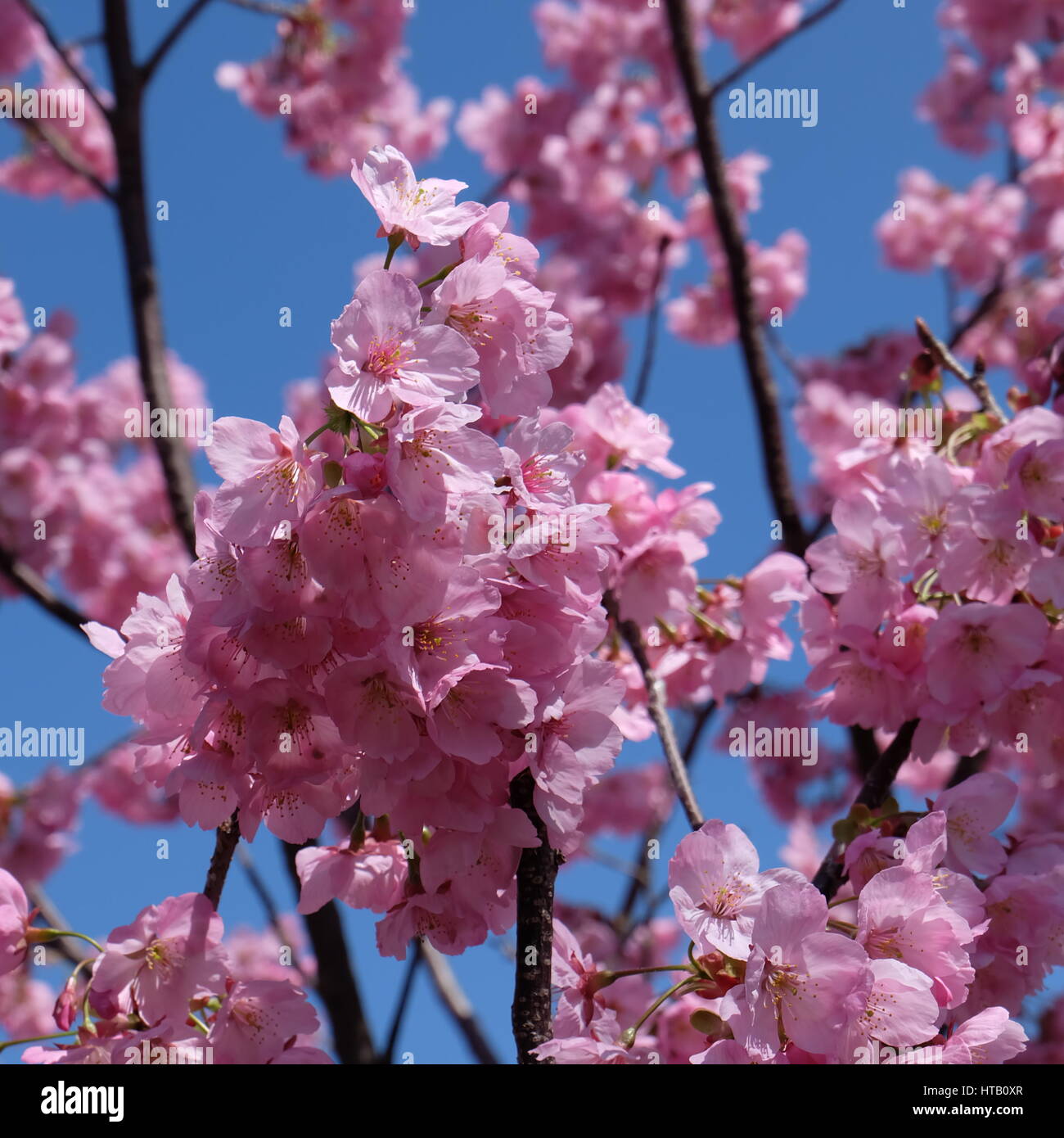 Beautiful pink cherry blossom sakura flower blooming in spring around