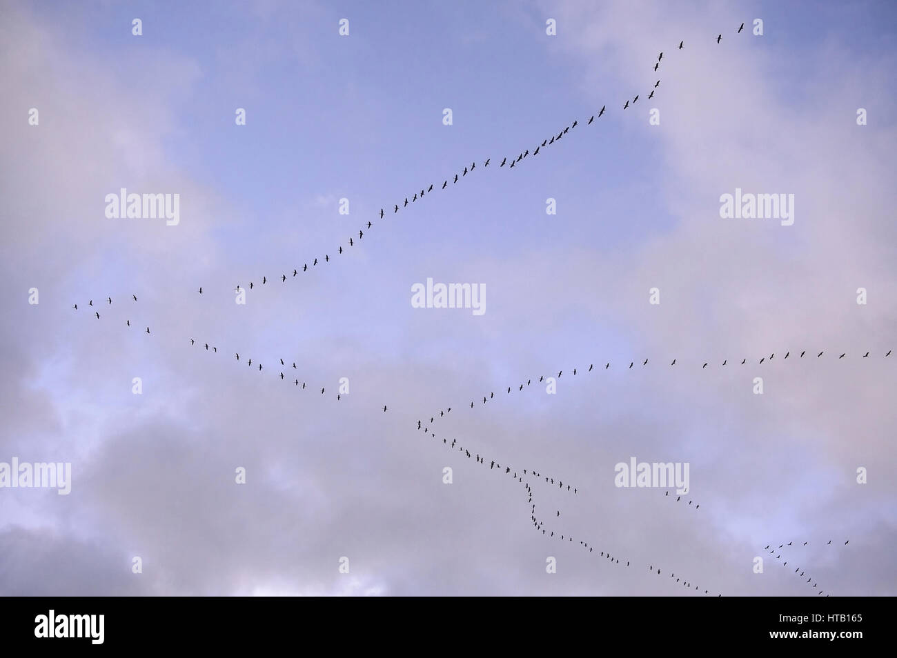 Migration of birds of the cranes - typical formation, crane, bird of the luck, Vogelzug der Kraniche - typische Formation, Kranich, Vogel des Gluecks Stock Photo
