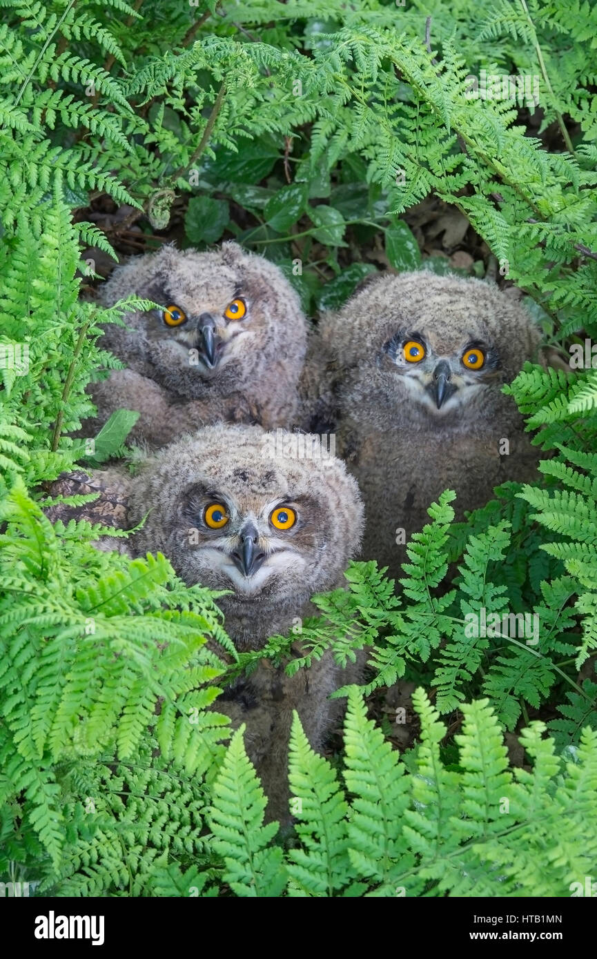 Three curious eagle owls, young eagle owls, Drei neugierige Uhu, Junge Uhus Stock Photo
