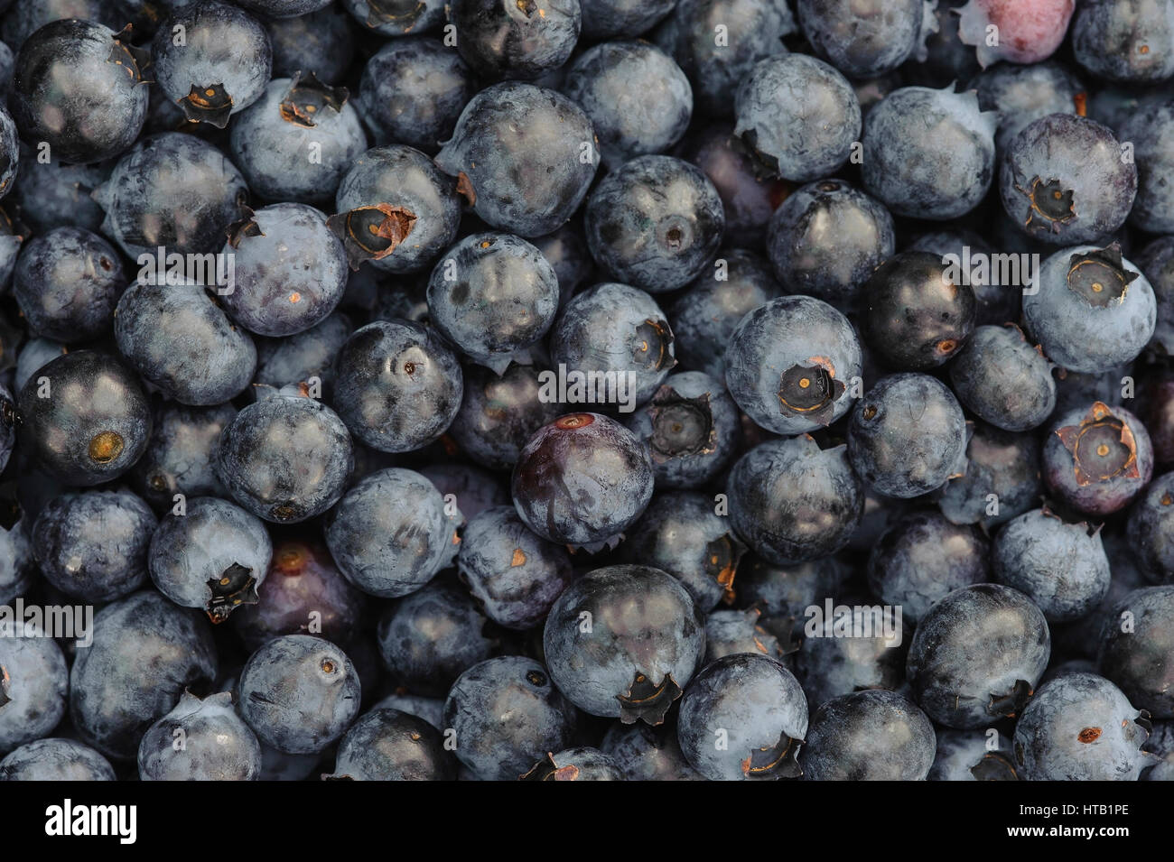 Hand with bilberries / blueberrys, fruits of the blueberry, bilberry, Hand mit Blaubeeren / Heidelbeeren, Fruechte der Heidelbeere, Blaubeere Stock Photo