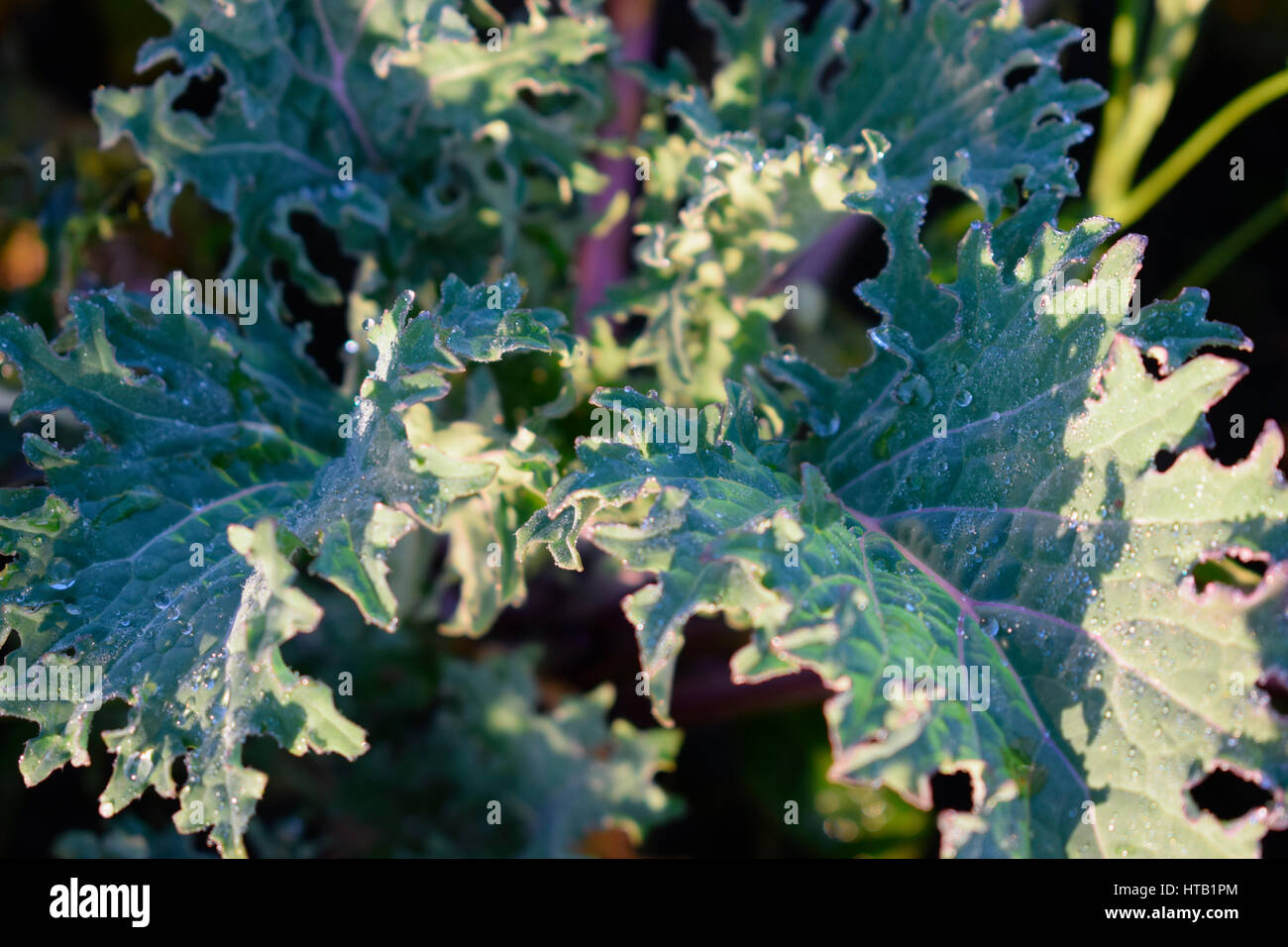 Red Russian kale Stock Photo