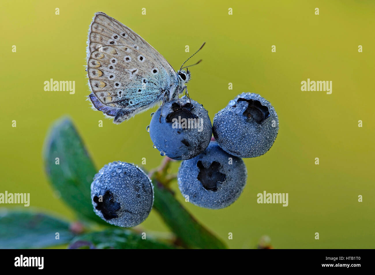 Butterfly / Blaeuling sits on blueberry, Blaeuling on blueberry, Schmetterling / Blaeuling sitzt auf Heidelbeere, Blaeuling auf Heidelbeere Stock Photo