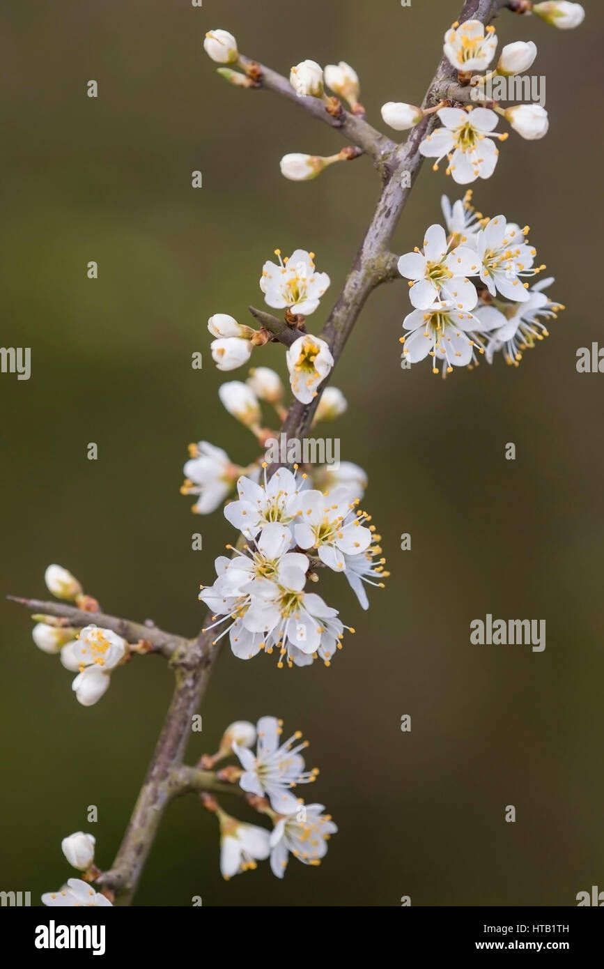 Blossoming Schlehen, branch, blossom, Bluehende Schlehen, Zweig, Bluete Stock Photo