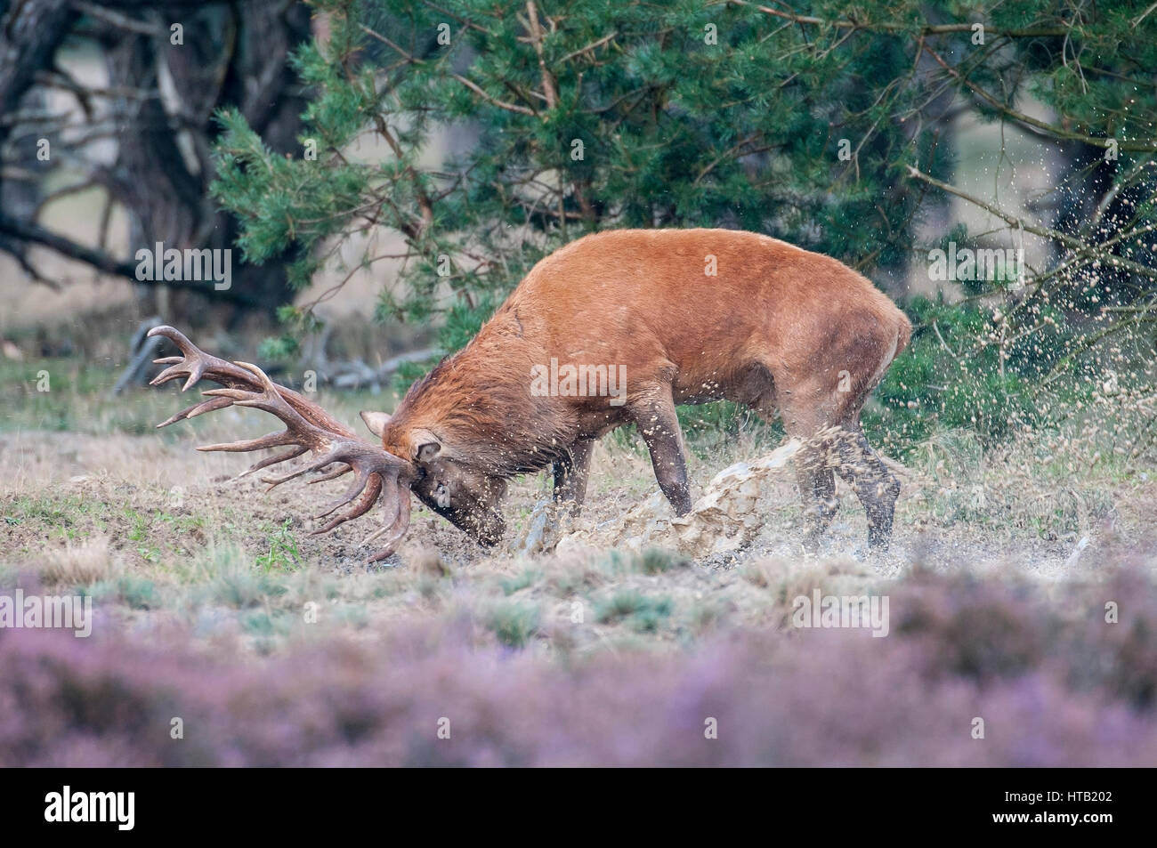 Red deer during the rut, ruttish deer, deer rut, Rothirsch waehrend der