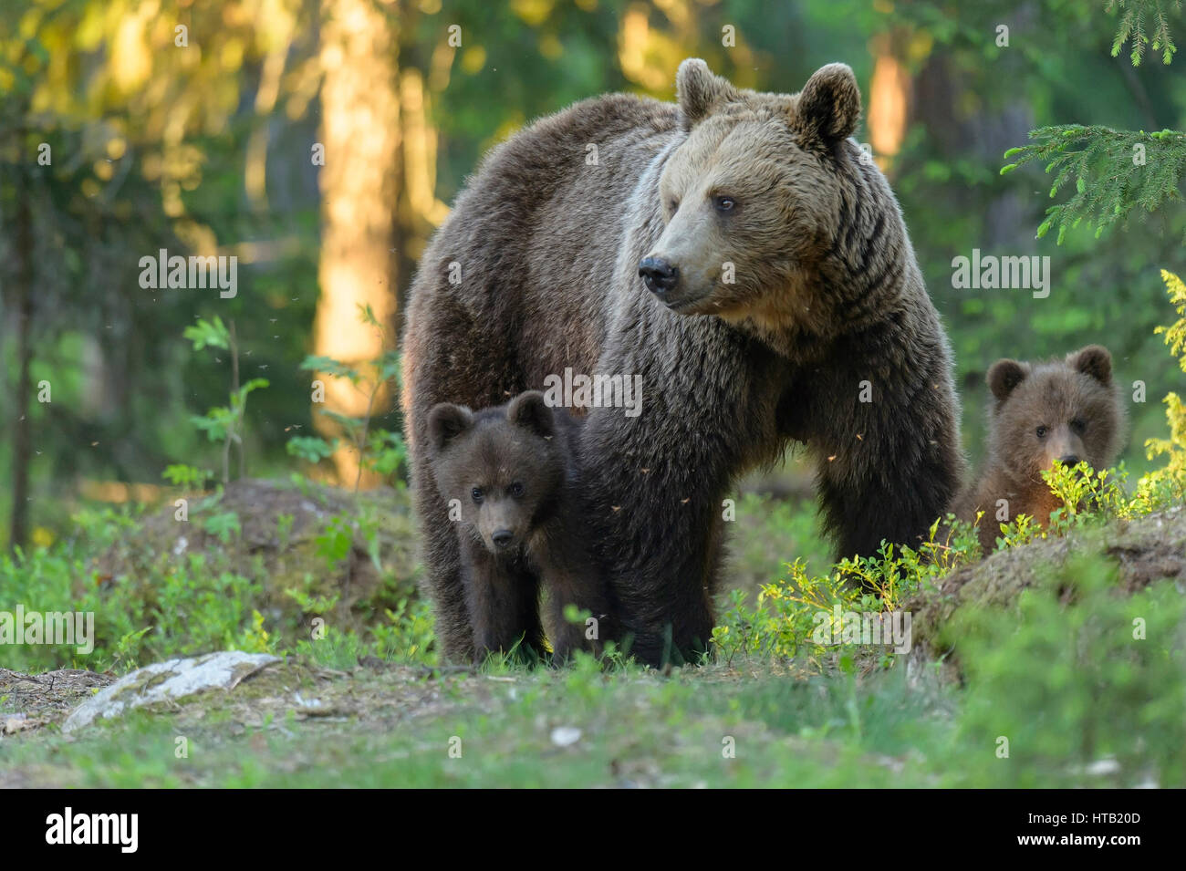 Brown bear with young animal, she-bear with boys in the wood, Braunbaer mit Jungtier, Baerin mit Jungen im Wald Stock Photo