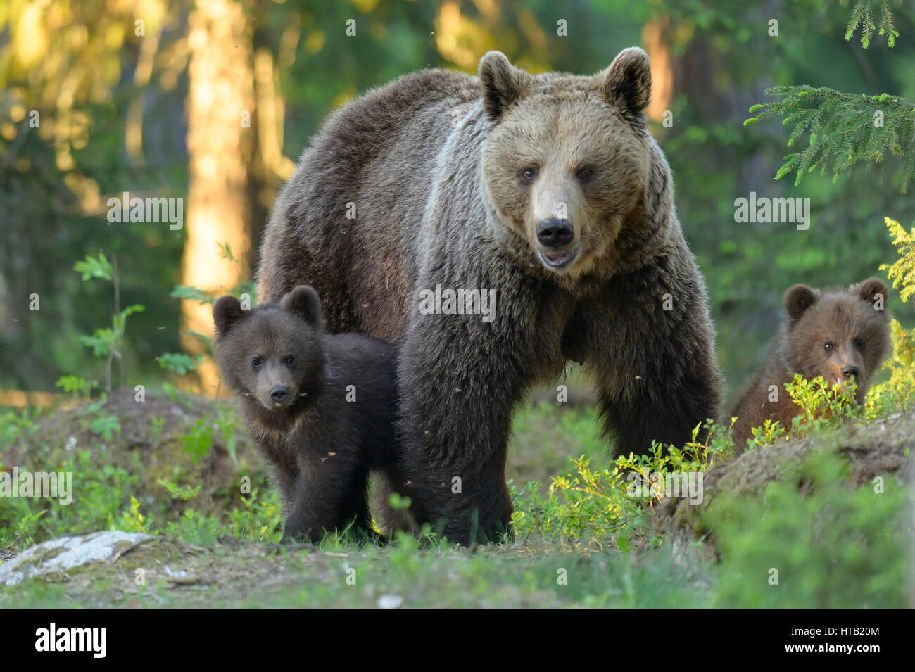 Brown bear with young animal, she-bear with boys in the wood, Braunbaer mit Jungtier, Baerin mit Jungen im Wald Stock Photo