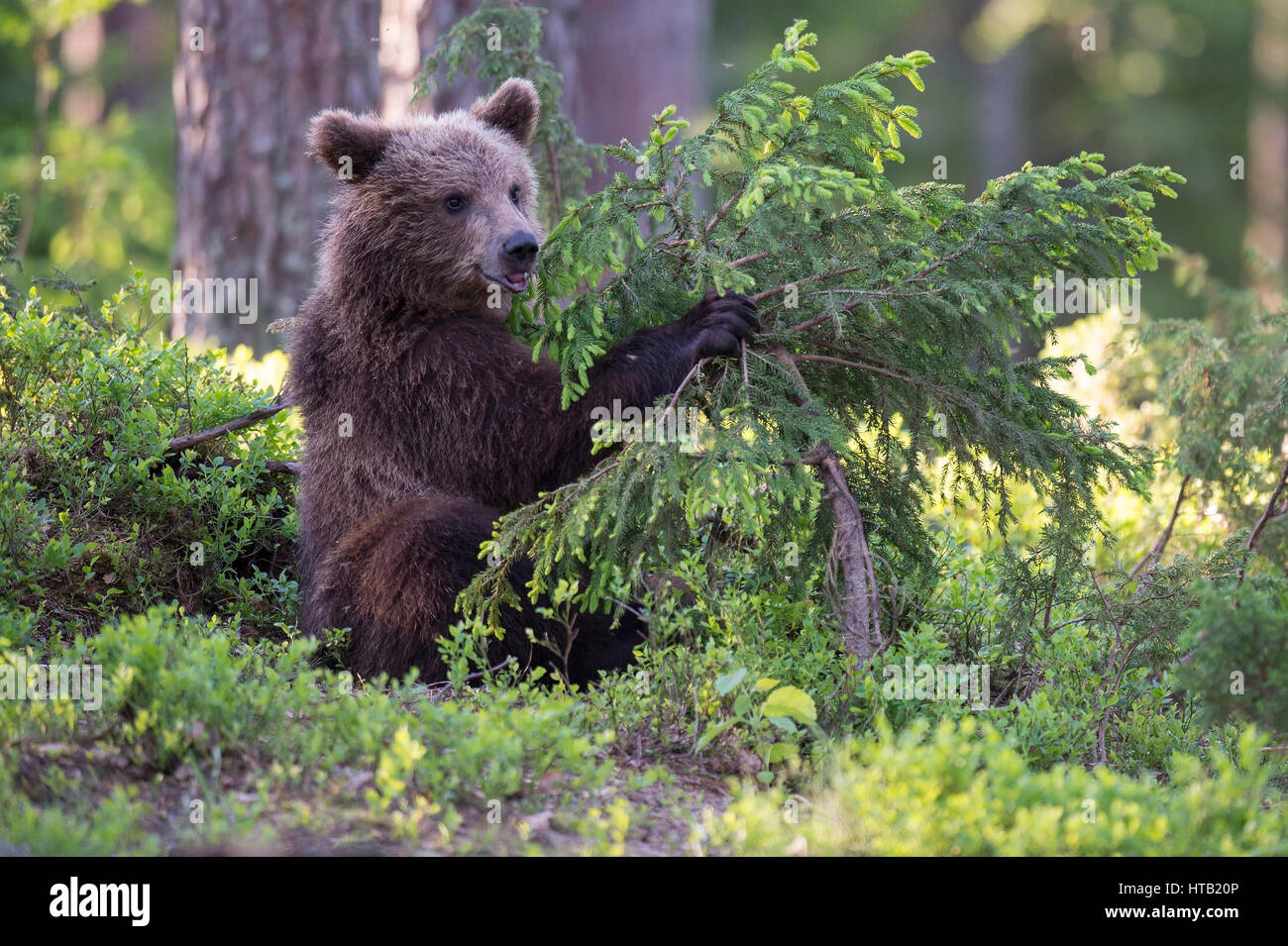 Brown bear with young animal, playing bear in the wood, Braunbaer mit Jungtier, Spielender Baer im Wald Stock Photo