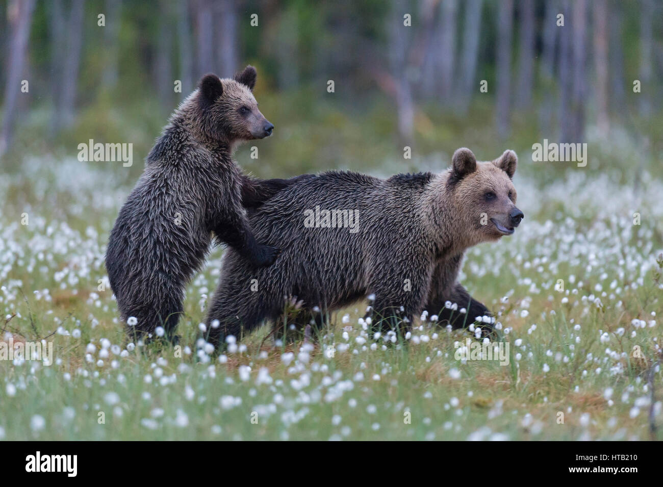 Brown bear with young animal, Braunbaer mit Jungtier Stock Photo