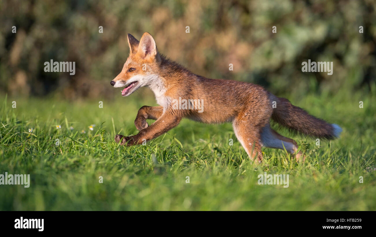 Young fox wanders by his district, Vulpes vulpes, Jung's fox, fox, fox terrier, Junger Fuchs streift durch sein Revier, Vulpes vulpes , Jungfuchs, Fuc Stock Photo