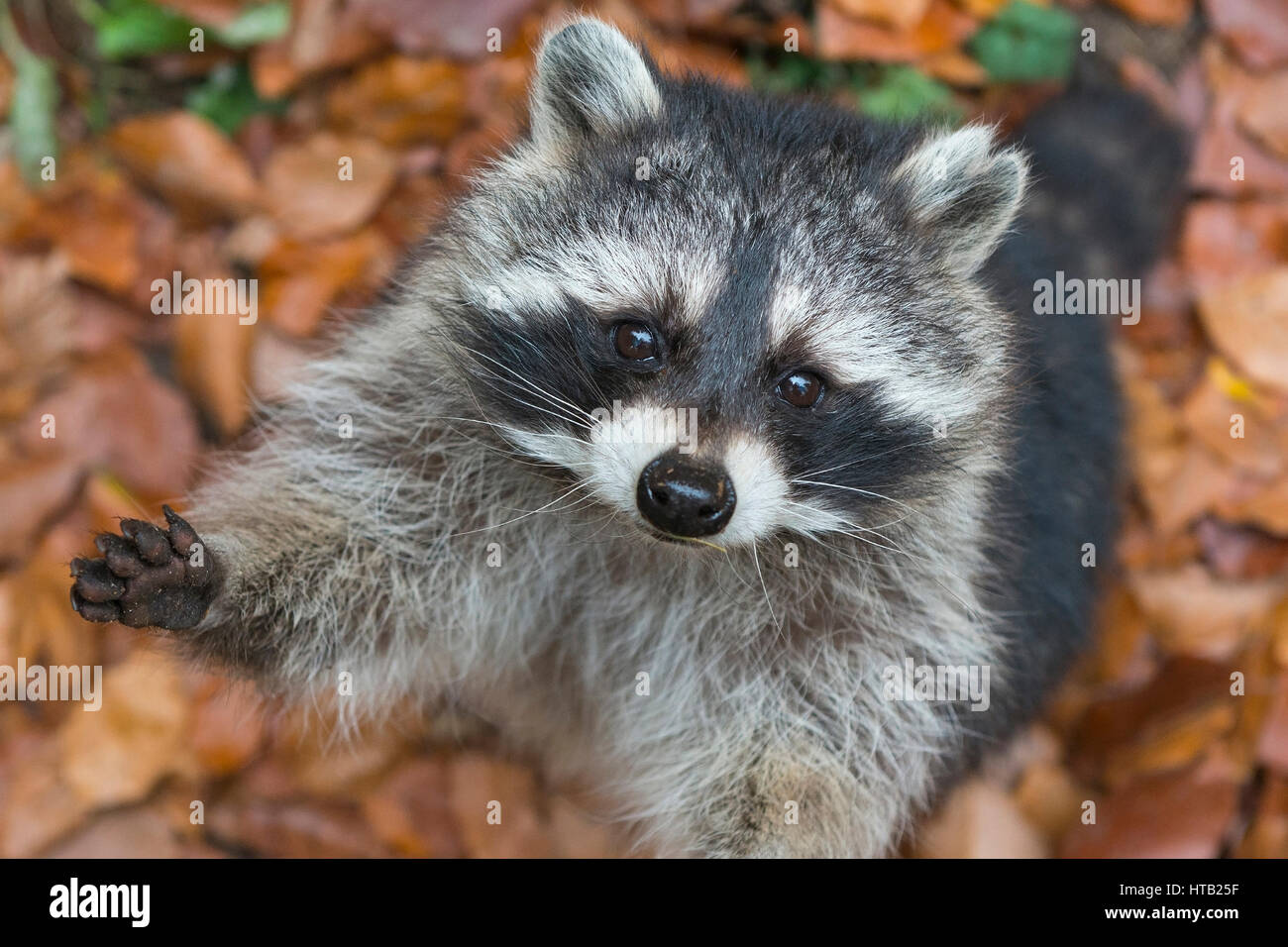 Racoon sits in the tree, Racoon, Procyon lotor, racoon, Waschbaer sitzt im Baum, Procyon lotor,, Waschbaer Stock Photo